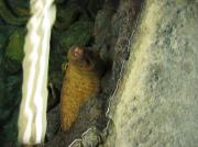 画像(180x134)・拡大画像(640x479)