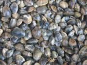 画像(180x135)・拡大画像(640x480)