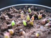 画像(180x135)・拡大画像(640x480)