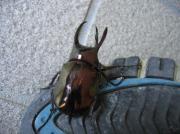 �摜(180x134)�E�g��摜(591x443)