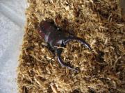 �摜(180x134)�E�g��摜(591x443)