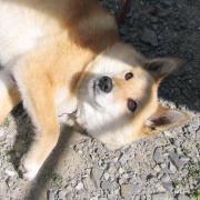 画像(180x180)・拡大画像(521x521)