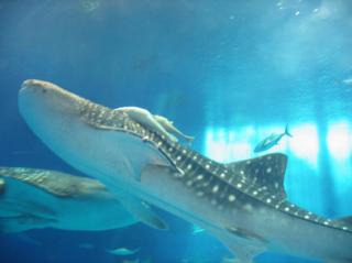 �摜(320x239)�E�g��摜(394x295)