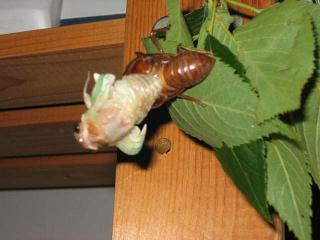 画像(320x240)・拡大画像(640x480)