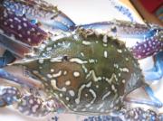 �摜(180x134)�E�g��摜(567x425)