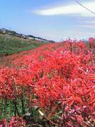 画像(135x180)・拡大画像(240x320)