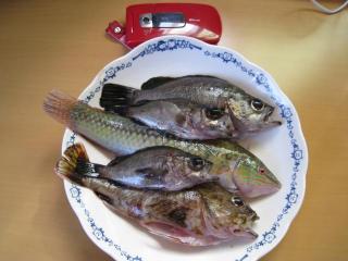 �摜(320x240)�E�g��摜(640x480)