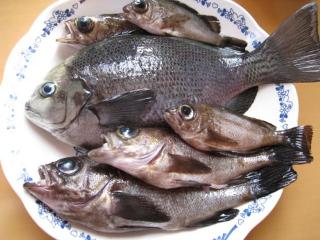 画像(320x240)・拡大画像(640x480)