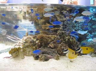 画像(320x239)・拡大画像(591x443)