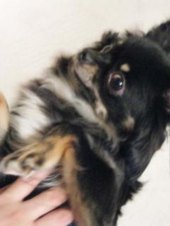 画像(240x320)・拡大画像(480x640)