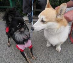 �摜(240x208)�E�g��摜(640x557)