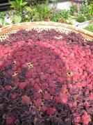 画像(134x180)・拡大画像(443x591)