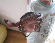 画像(180x139)・拡大画像(472x365)