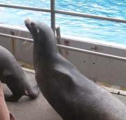 画像(180x171)・拡大画像(423x402)