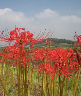 画像(271x320)・拡大画像(473x557)