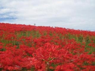 画像(320x240)・拡大画像(640x481)