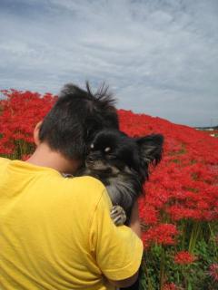 画像(240x320)・拡大画像(480x640)