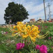 画像(180x180)・拡大画像(479x479)