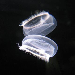 画像(320x320)・拡大画像(472x472)