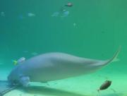 画像(180x136)・拡大画像(640x484)