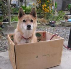 �摜(240x235)�E�g��摜(591x580)