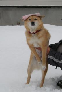 画像(215x320)・拡大画像(410x610)