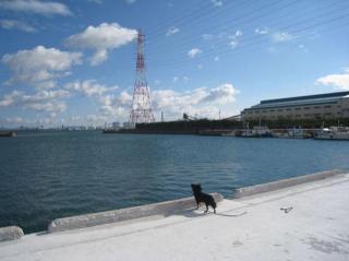 画像(320x239)・拡大画像(640x479)