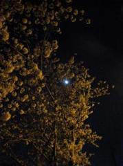 画像(179x240)・拡大画像(443x591)