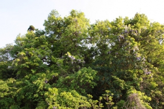 �摜(320x212)�E�g��摜(567x377)