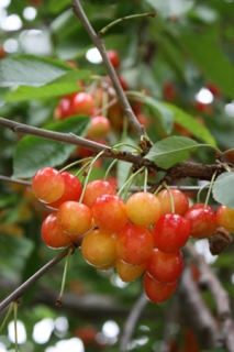 �摜(213x320)�E�g��摜(300x450)