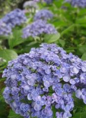 画像(175x240)・拡大画像(434x591)