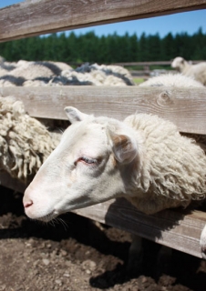 �摜(226x320)�E�g��摜(383x541)