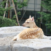 画像(180x180)・拡大画像(397x397)