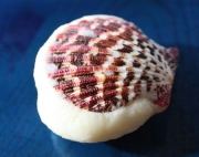 �摜(180x142)�E�g��摜(564x446)