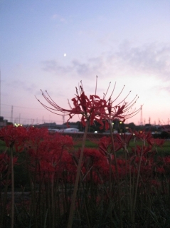 �摜(239x320)�E�g��摜(479x640)