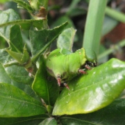 �摜(180x180)�E�g��摜(315x315)