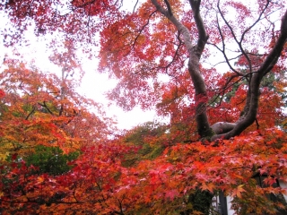 �摜(320x240)�E�g��摜(640x480)