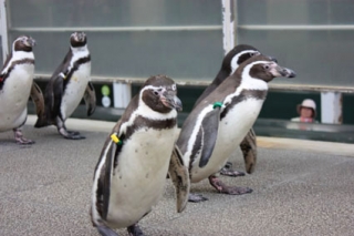 画像(320x213)・拡大画像(425x283)