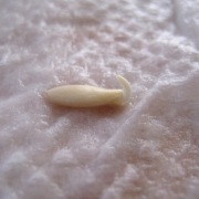 �摜(180x180)�E�g��摜(425x425)