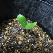 �摜(180x180)�E�g��摜(394x394)