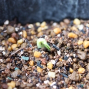 �摜(180x180)�E�g��摜(425x425)