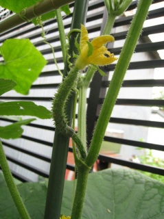 �摜(239x320)�E�g��摜(479x640)