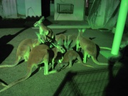 画像(180x135)・拡大画像(525x394)