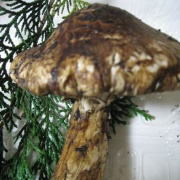 画像(180x180)・拡大画像(394x394)