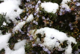 画像(320x218)・拡大画像(640x437)