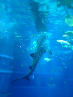 �摜(240x320)�E�g��摜(321x427)