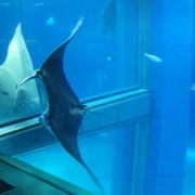 �摜(180x180)�E�g��摜(227x227)