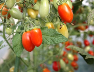 �摜(320x246)�E�g��摜(367x283)