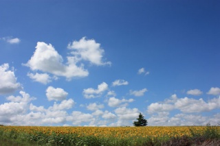 �摜(320x213)�E�g��摜(567x378)