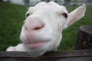 �摜(320x213)�E�g��摜(425x283)